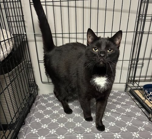 SYDNEY - Domestic Short Hair available for adoption