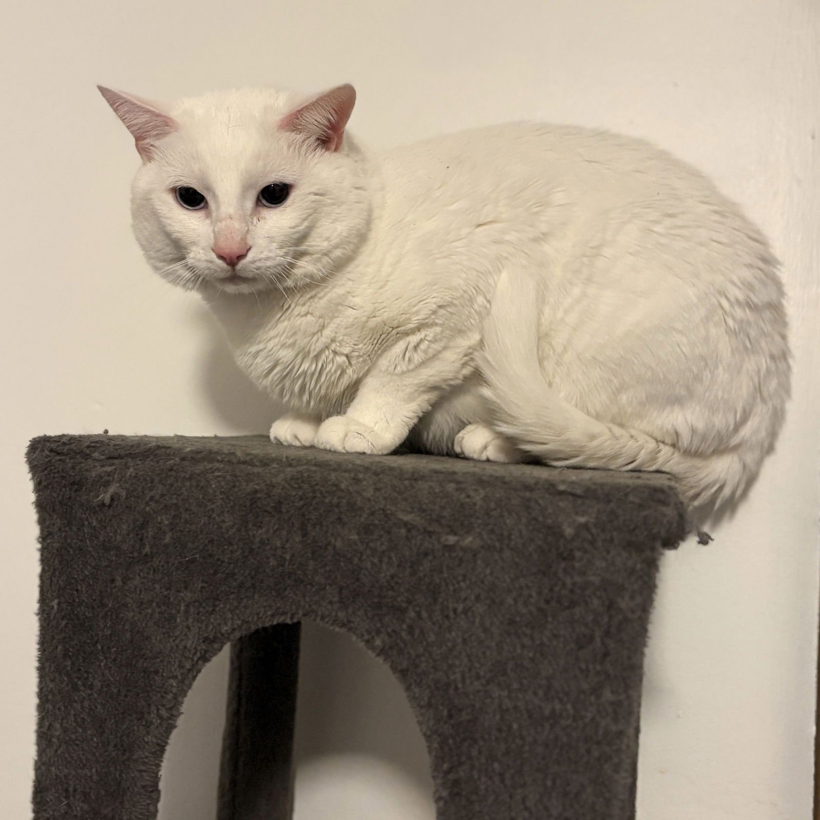 SNOWMAN - Domestic Short Hair available for adoption