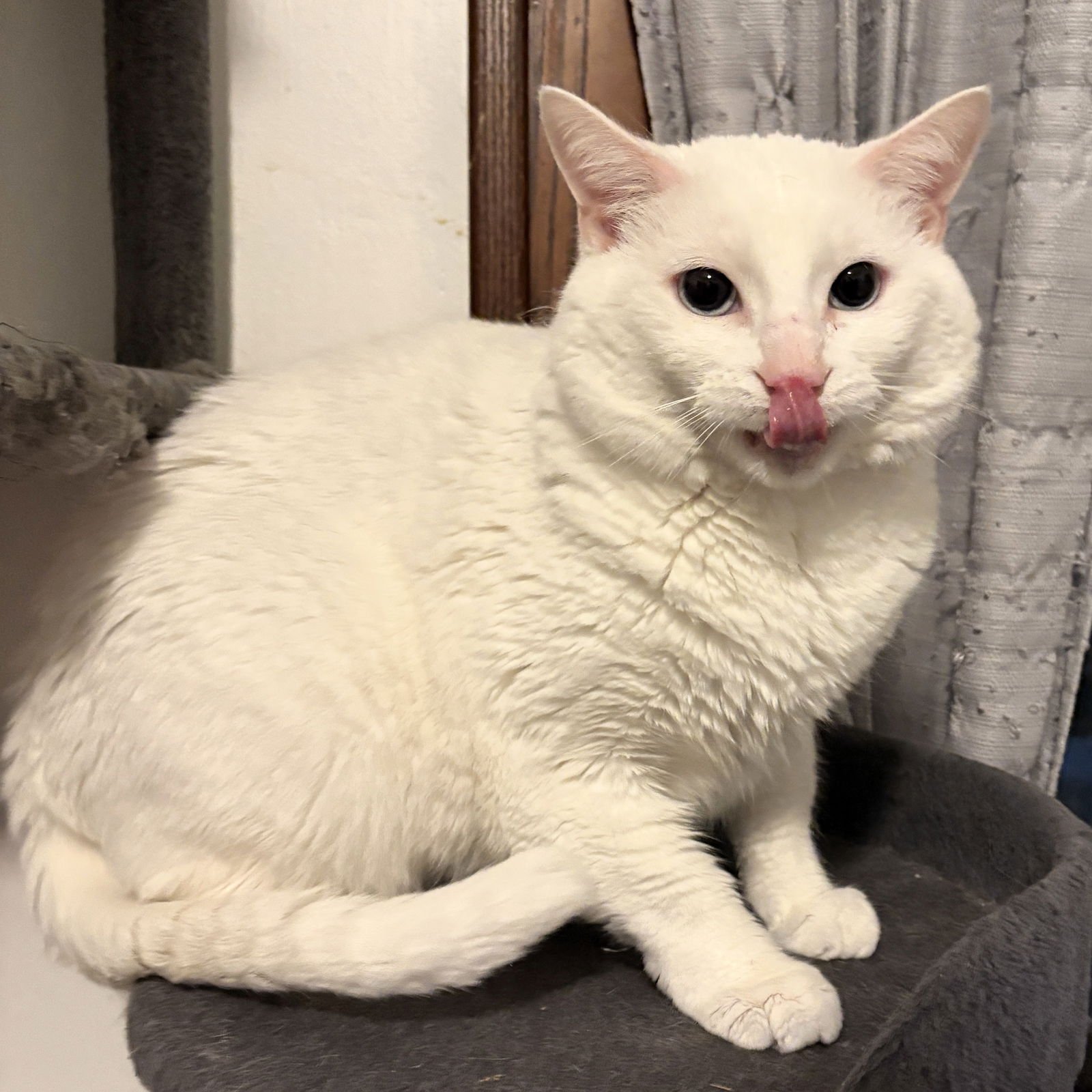 SNOWMAN - Domestic Short Hair available for adoption