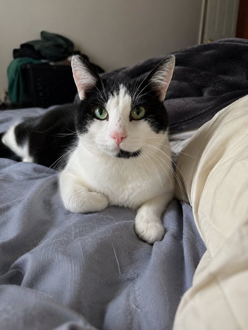 KNUCKLES - Domestic Short Hair available for adoption