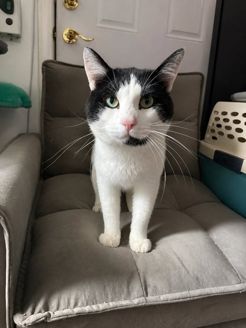 KNUCKLES - Domestic Short Hair available for adoption