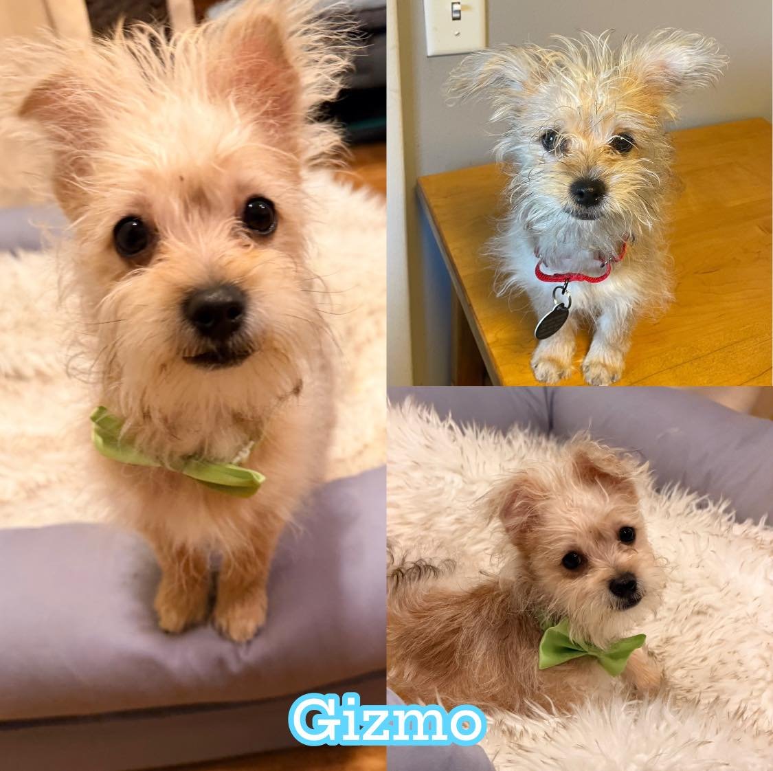 GIZMO - Yorkshire Terrier Yorkie / Poodle (Miniature) available for adoption