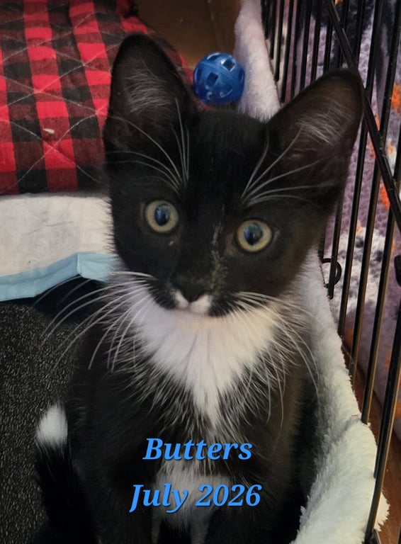 Butters Image