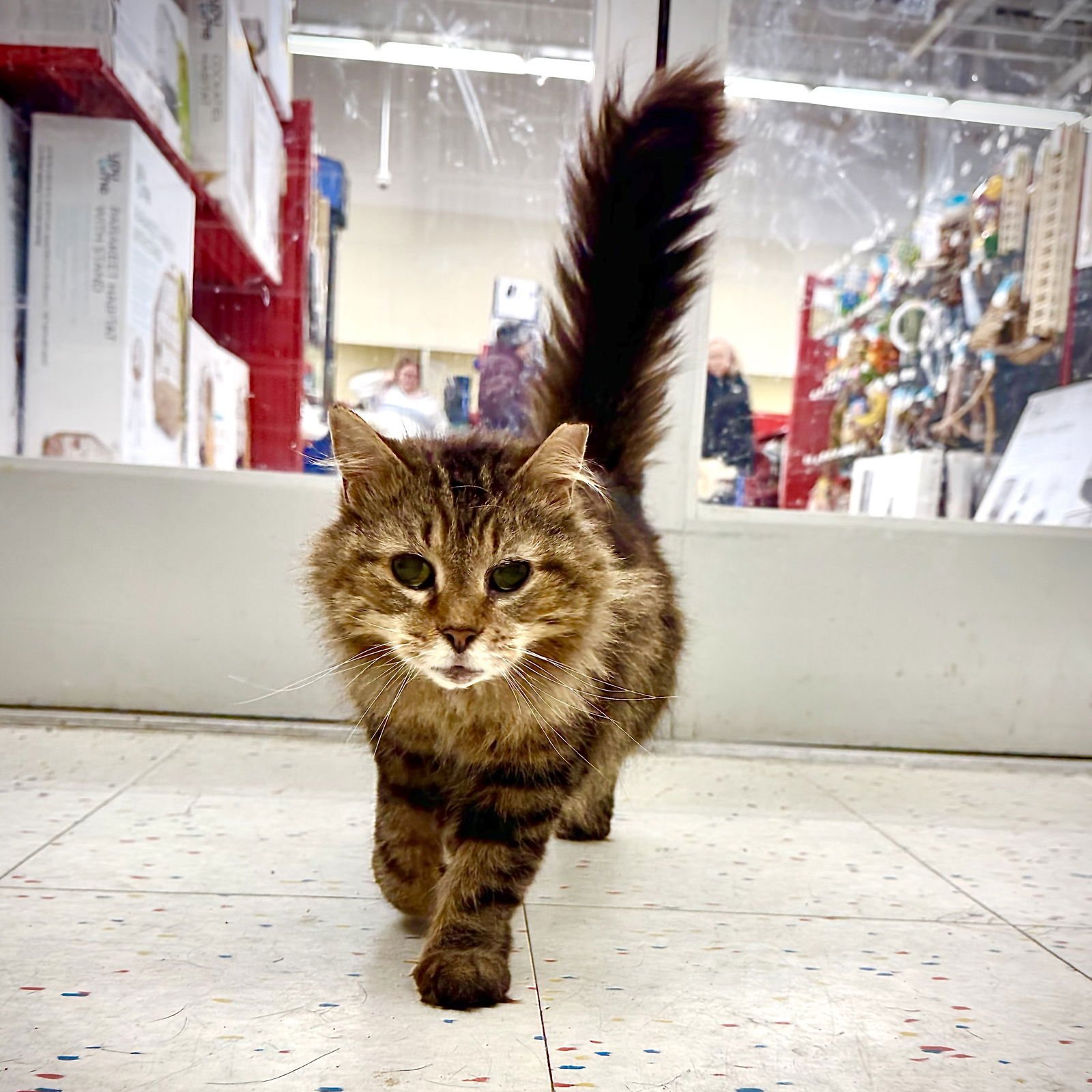 POPPY - Domestic Short Hair available for adoption