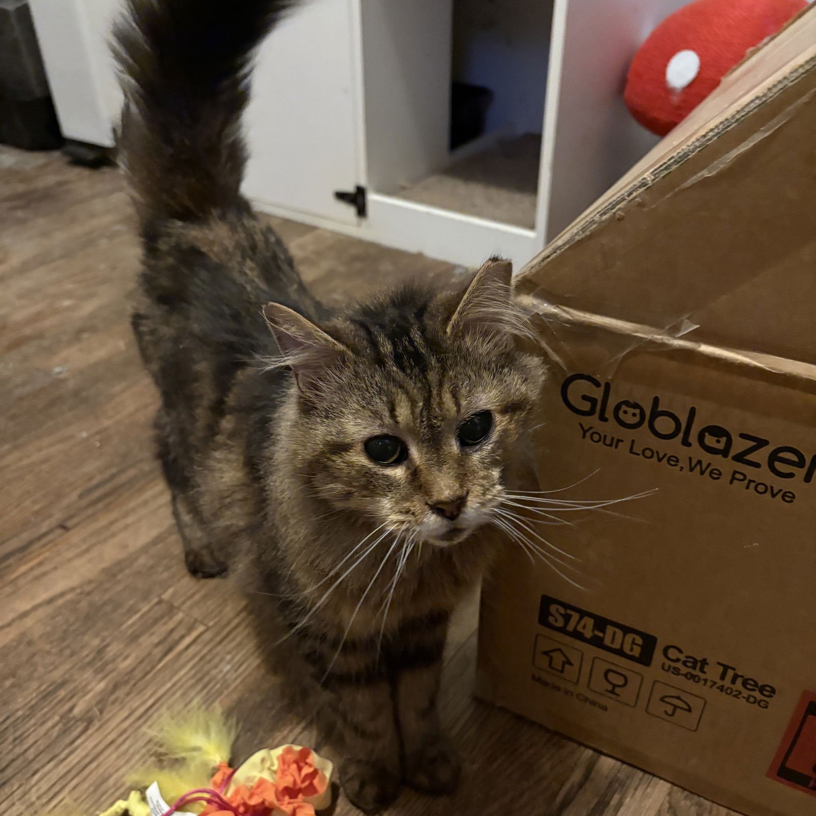 POPPY - Domestic Short Hair available for adoption