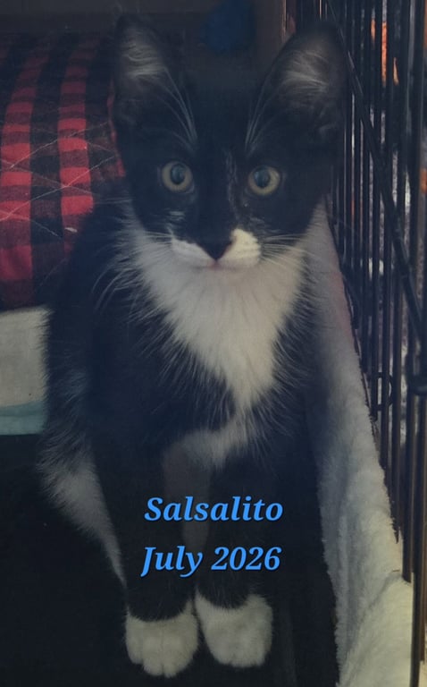 Salsalito Image