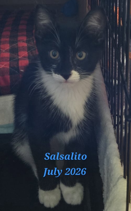 SALSALITO - Domestic Short Hair available for adoption