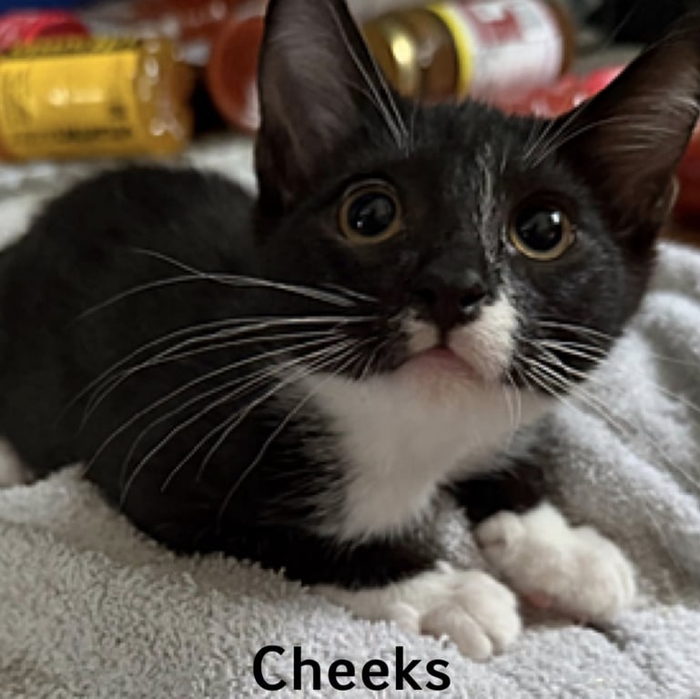Cheeks Image