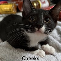 Cheeks - Photo 1