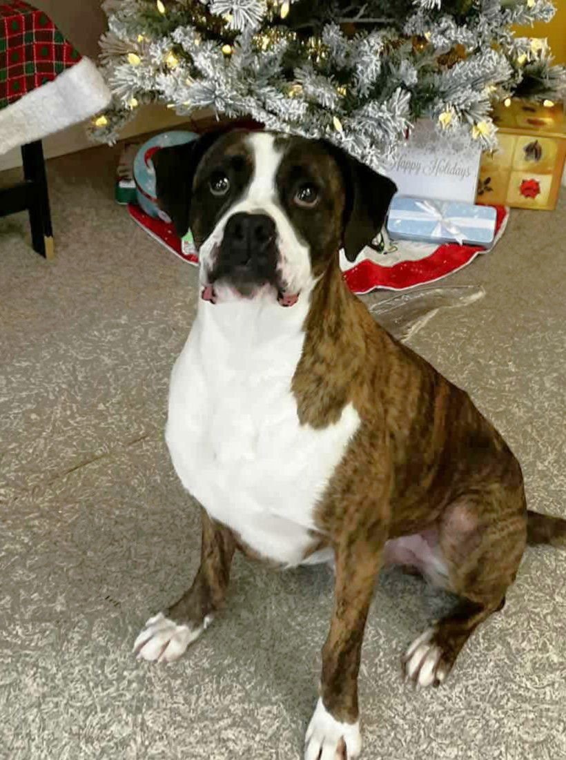 HERCULES - Boxer available for adoption