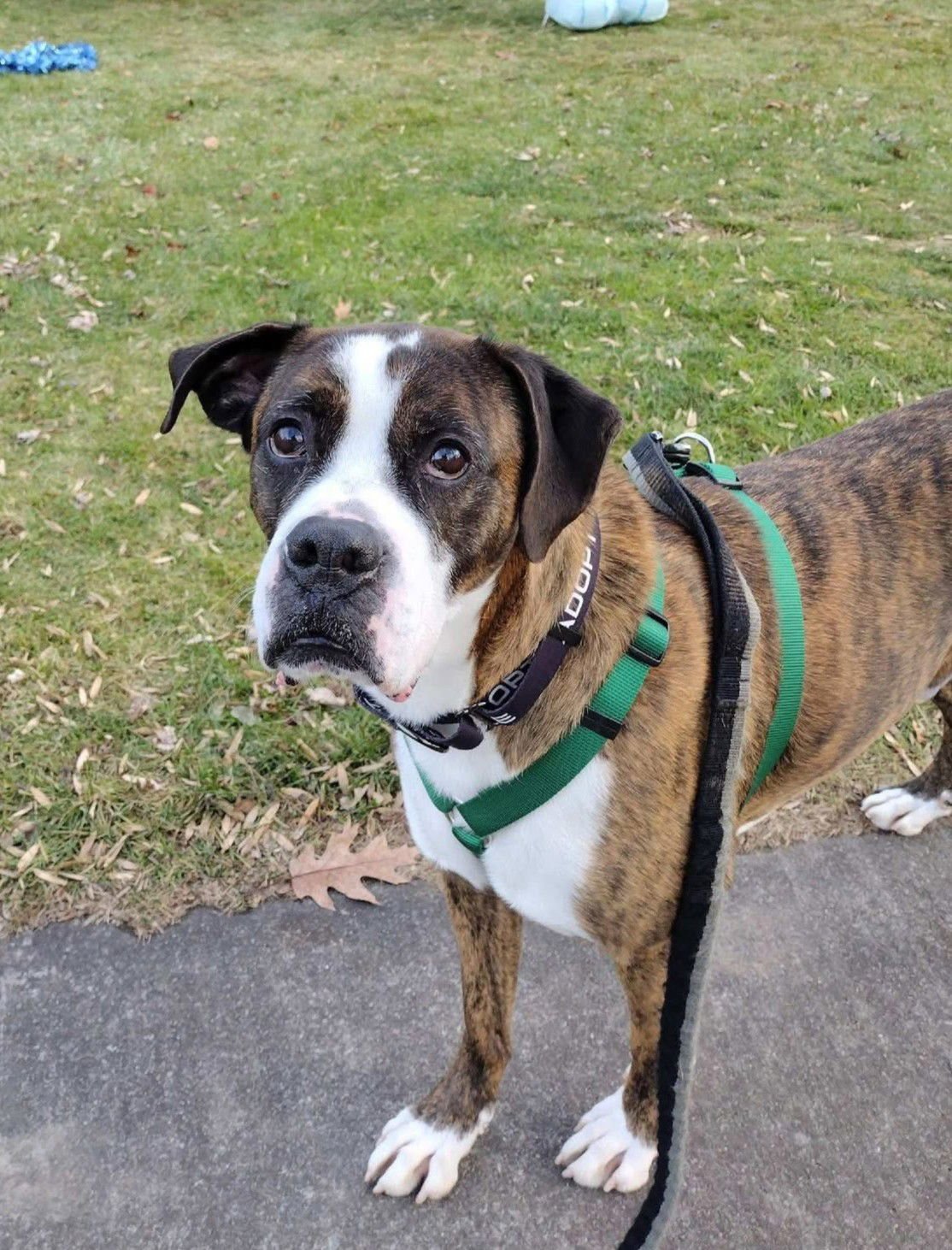 HERCULES - Boxer available for adoption
