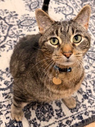 TIGER - Domestic Short Hair available for adoption