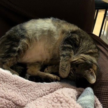 TIGER - Domestic Short Hair available for adoption