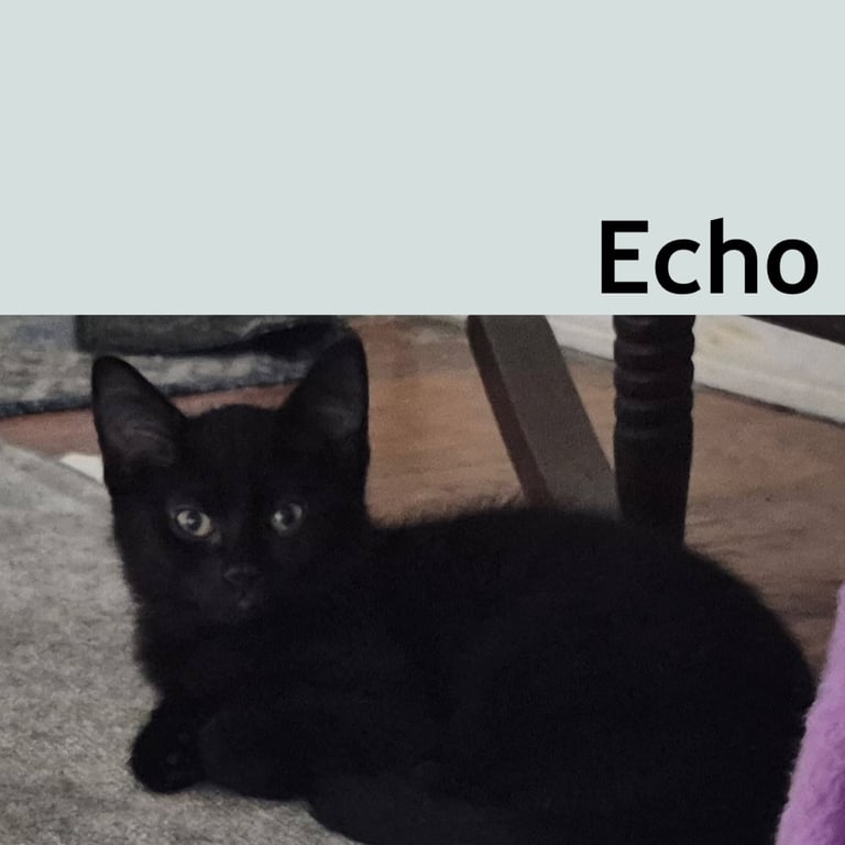 Echo Image