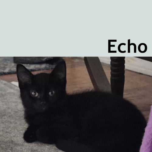 ECHO - Domestic Short Hair available for adoption