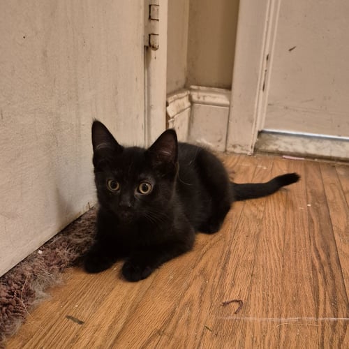 ECHO - Domestic Short Hair available for adoption