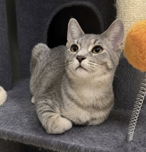 CARTER - Domestic Short Hair available for adoption