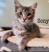 Sony - Photo 1