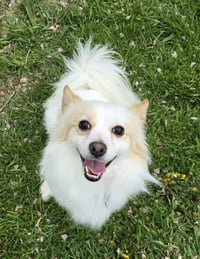 Benito - Photo 1