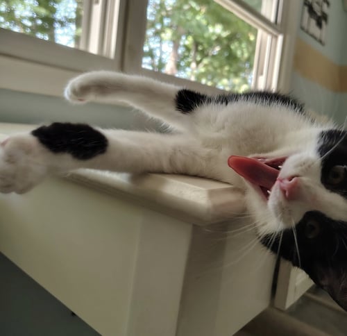 CHIMICHURRI - Domestic Short Hair available for adoption