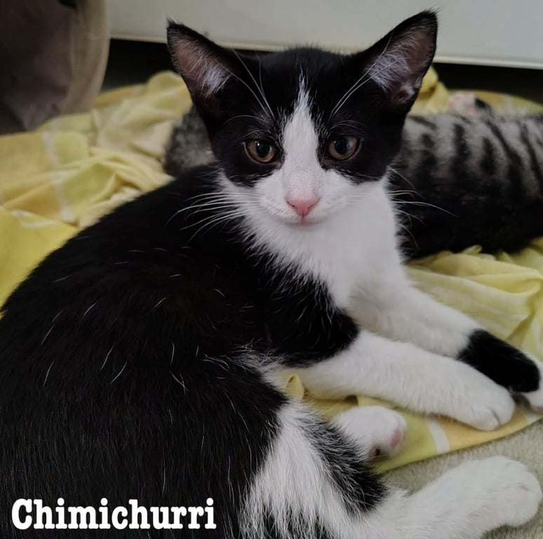 Chimichurri Image