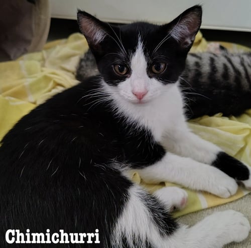 CHIMICHURRI - Domestic Short Hair available for adoption