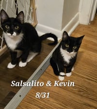 Kevin - Photo 2