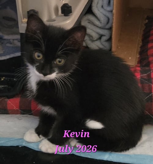 KEVIN - Domestic Short Hair available for adoption