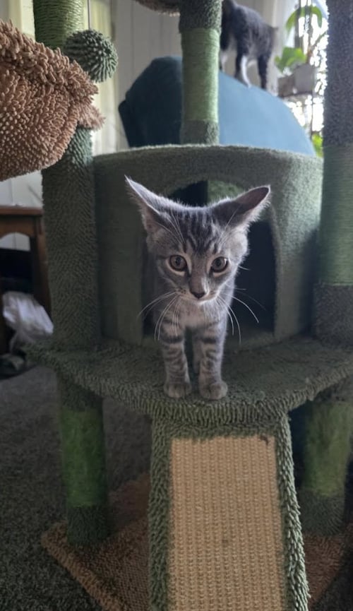 JOSH - Domestic Short Hair available for adoption