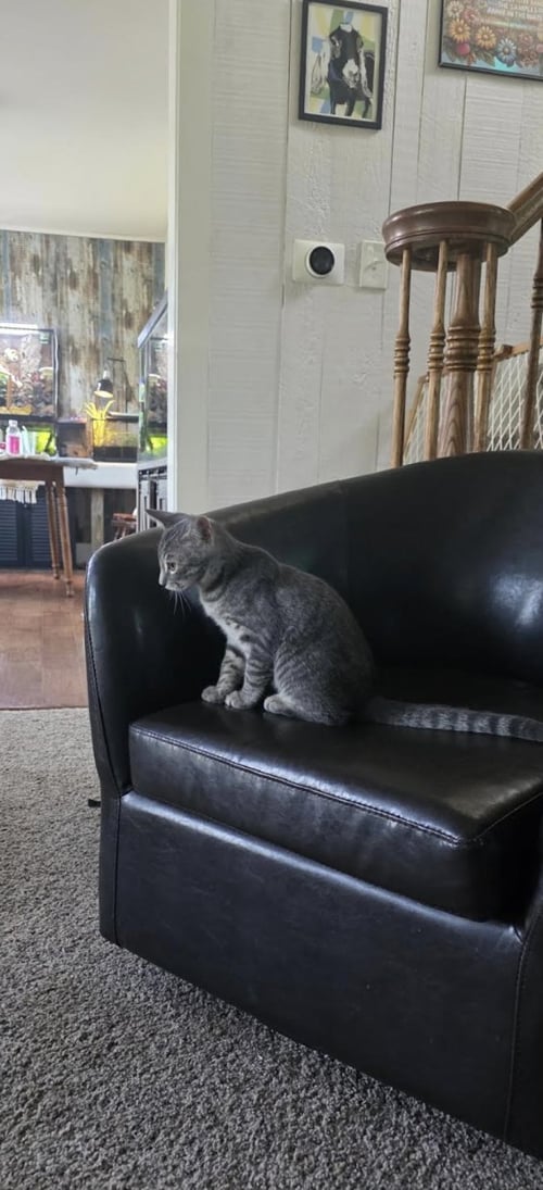 JOSH - Domestic Short Hair available for adoption