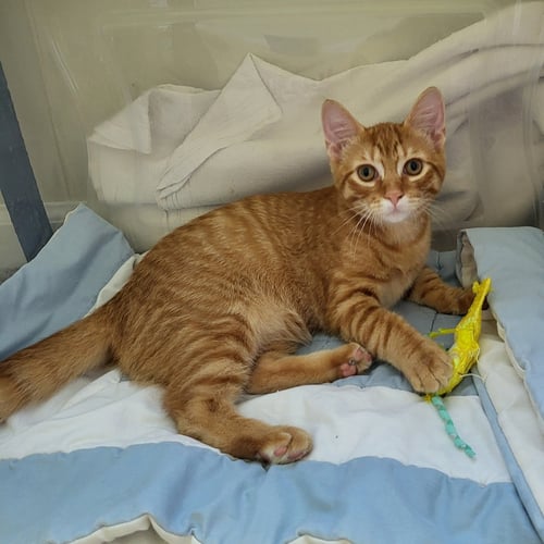 STAN - Domestic Short Hair available for adoption