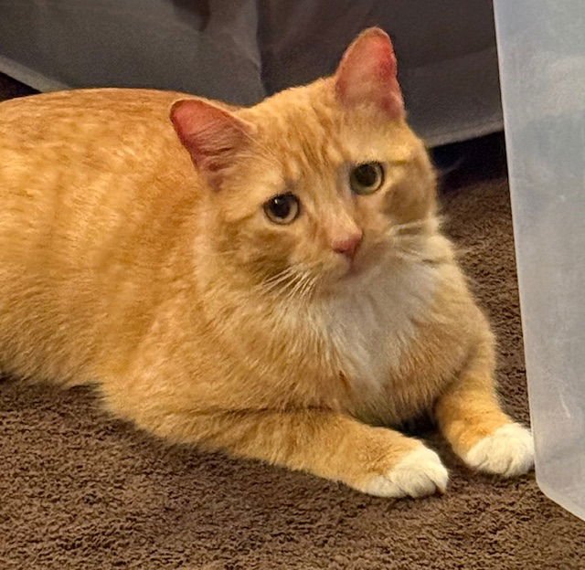 FROSTY - Domestic Short Hair available for adoption