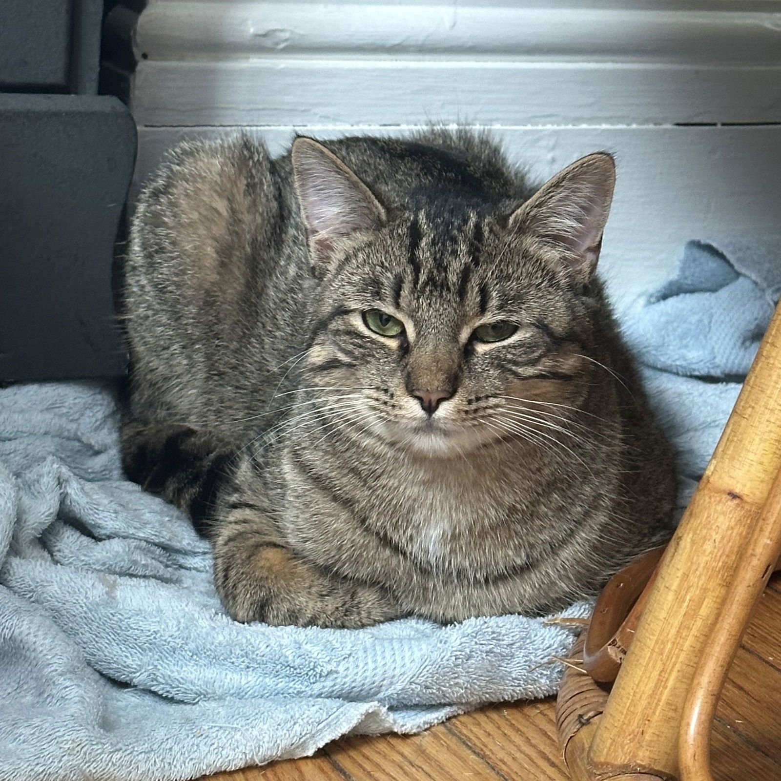 OL' NO NAME - Domestic Short Hair available for adoption