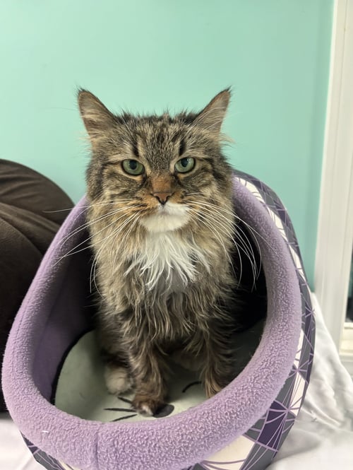 INDY - Domestic Medium Hair available for adoption
