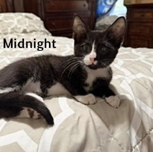 MIDNIGHT - Domestic Short Hair available for adoption