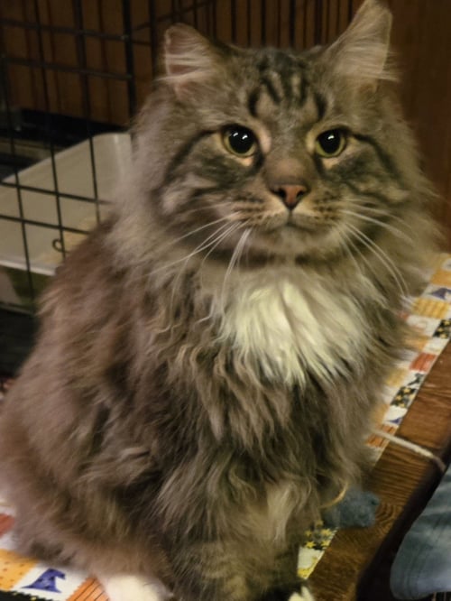 DEWEY - Domestic Long Hair available for adoption