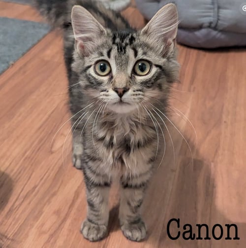 CANON - Domestic Short Hair available for adoption