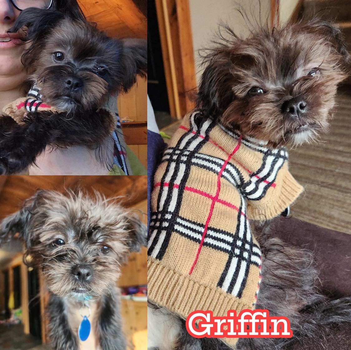 GRIFFIN - Yorkshire Terrier Yorkie / Maltese available for adoption