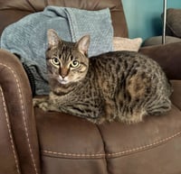 Milo - Photo 2