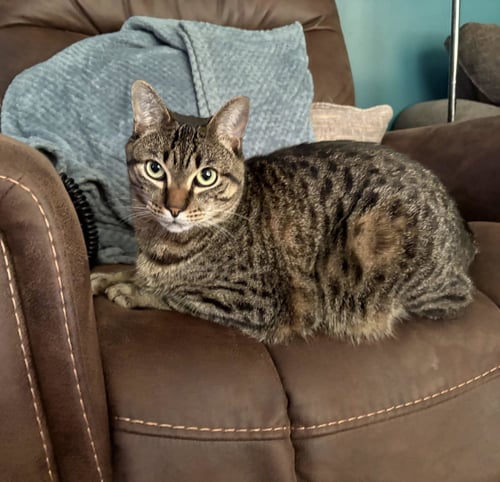 MILO - Domestic Short Hair available for adoption