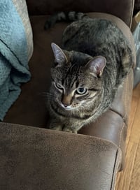 Milo - Photo 3