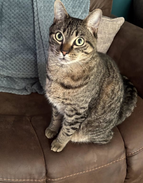 Milo Image
