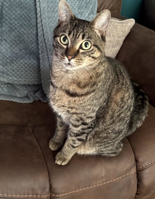 MILO - Domestic Short Hair available for adoption