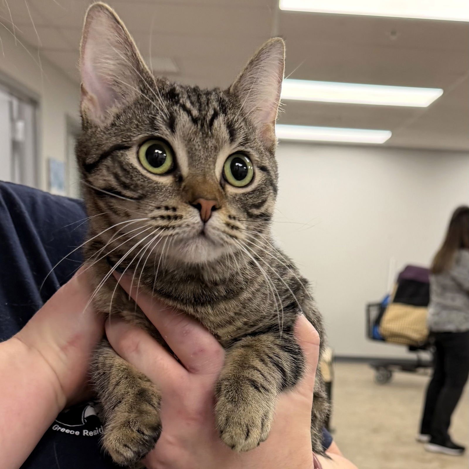 MARGAUX - Domestic Short Hair available for adoption