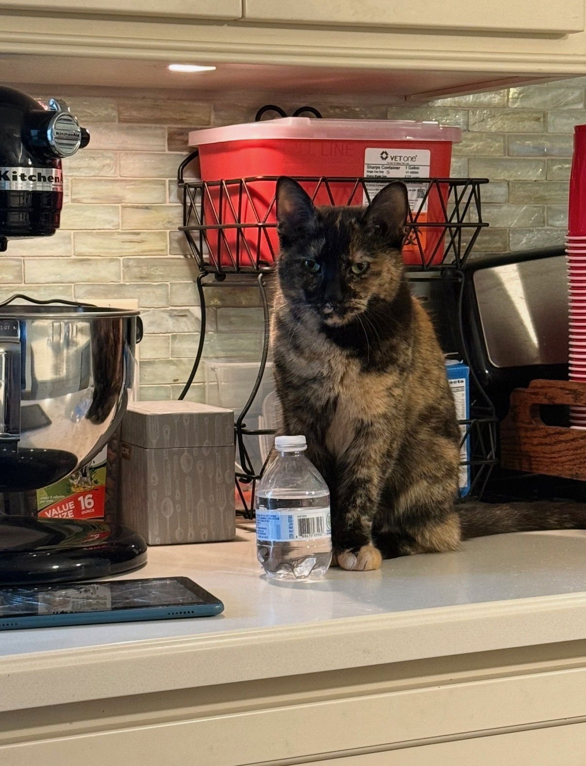 LUCY - Domestic Short Hair available for adoption