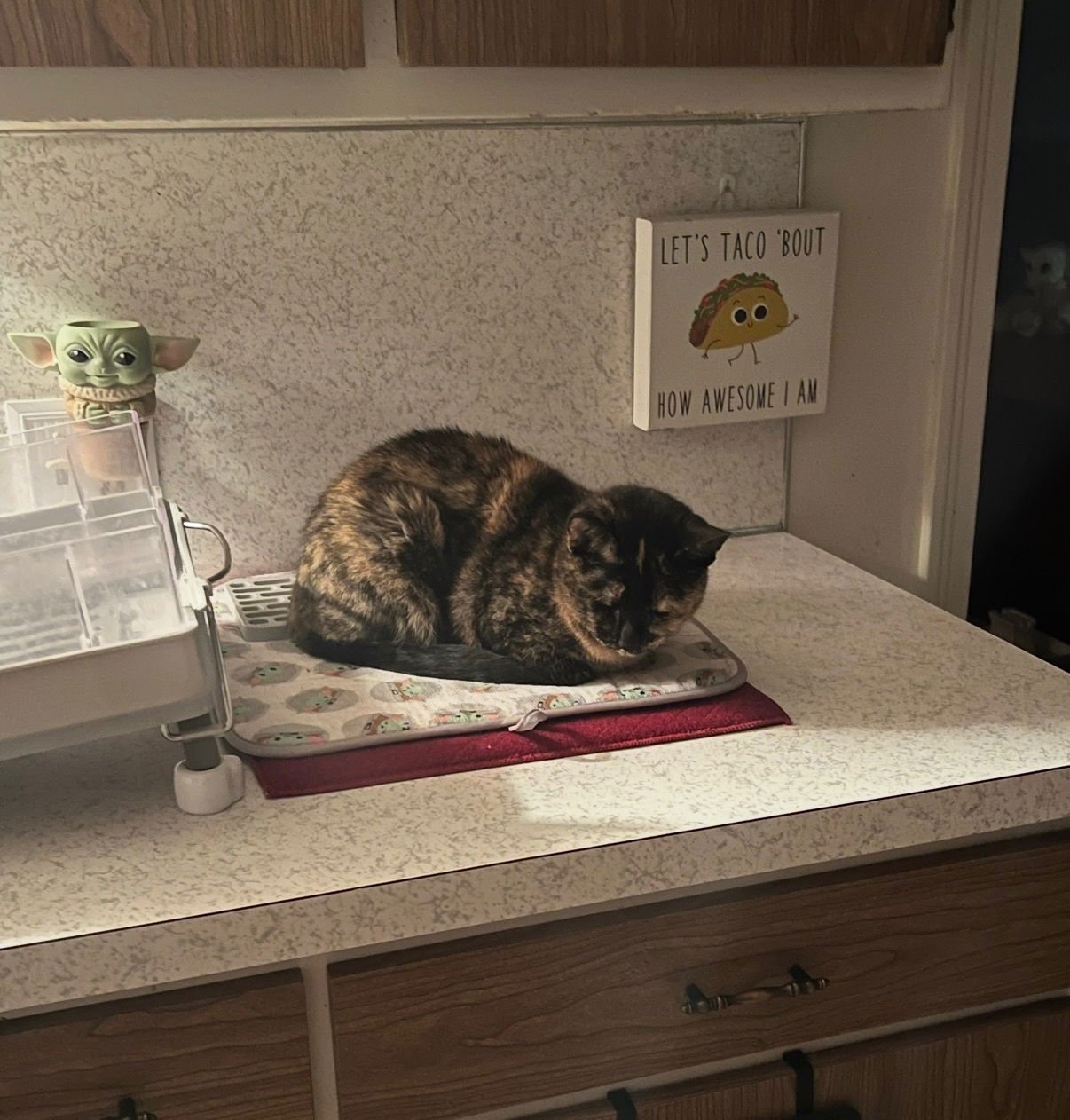 LUCY - Domestic Short Hair available for adoption