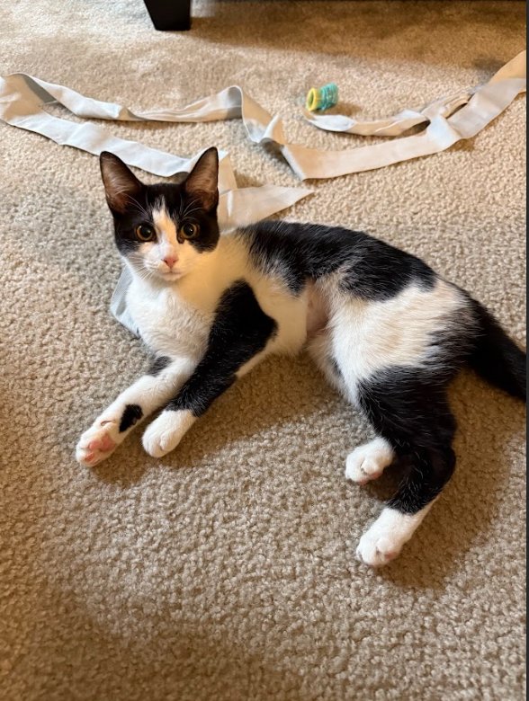 SHAMMY - Domestic Short Hair available for adoption