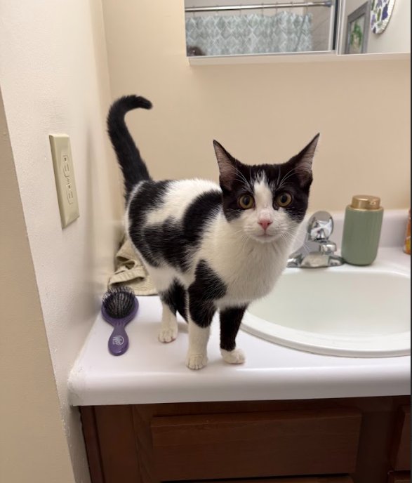 SHAMMY - Domestic Short Hair available for adoption