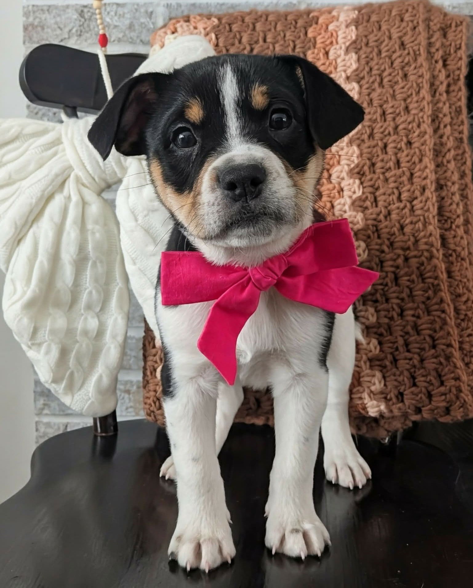 GRACE - Terrier available for adoption