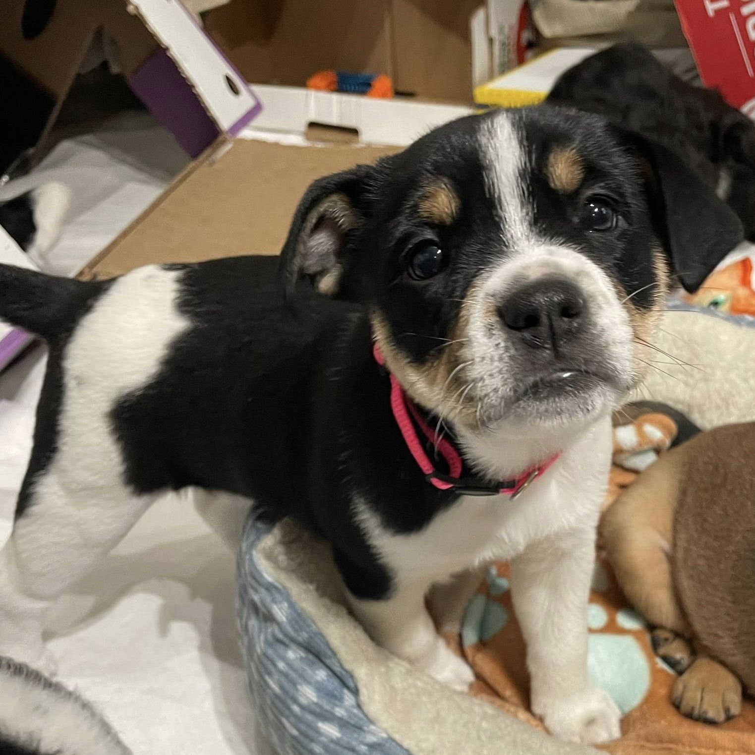 GRACE - Terrier available for adoption